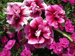 Image result for foto petúnie