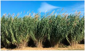 Image result for Arundo donax
