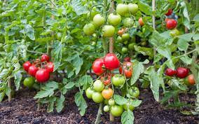 Within both types, there are many varieties of tomatoes you can grow that come in different colors, shapes, and sizes. Determinate Vs Indeterminate Tomato Plants Megatomato