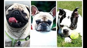 Pugs, bulldogs and boston terriers are all very interesting breeds and it can be difficult to choose between them. Pug Vs French Bulldog Vs Boston Terrier Differences Similarities Youtube