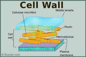 Cell Wall Is The Outermost Covering Of A Cell Present Only In Plant Cells It Is Made Up Of Pectin Hemicellulose Cellul Cell Organelles Organelles Cell Wall