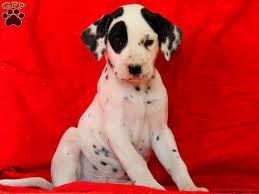 We have a amazing litter of 8 dalmatian puppy's available 4girls 4boys mum can be seen and is akc reg and so is dad puppy's. Louie Dalmatian Puppy For Sale In Pennsylvania Dalmatian Puppy Dalmatian Puppies For Sale Dalmatian