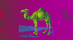 The camel humped himself and joined his three friends. Bbc Sounds Classic Stories Children S Stories How The Camel Got His Hump By Rudyard Kipling