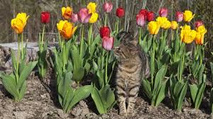 Wenn du eine besonders lieb gewonnene pflanze in der wohnung oder im garten stehen hast oder das riskante gewächs aus anderen gründen nicht entfernt werden kann, sollte die katze daran gehindert werden. Giftige Pflanzen Fur Katzen Gefahren Im Eigenen Garten