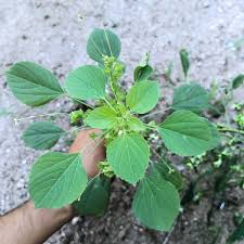 Image result for Acalypha indica