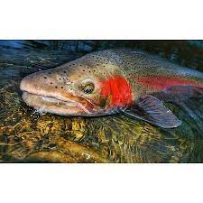 Durango Fish Trout Fishing Gear Fishing Adventure
