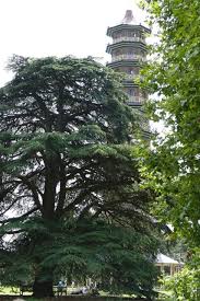 Art der gattung zedern (cedrus). Cedrus Libani Libanon Zeder Haussermann Stauden Und Geholze