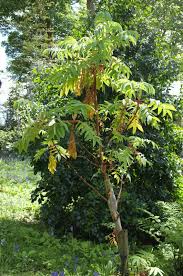 Image result for Hagenia abyssinica