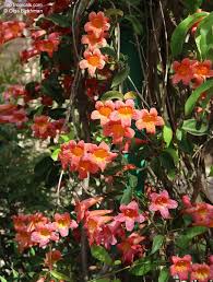 Image result for Bignonia capreolata