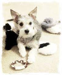 Chizer Mix Of Chihuahua And Miniature Schnauzer Pregnant Dog Cute Puppies My Animal