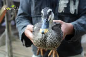 Tại đây, trứng sẽ được các nhân viên theo dõi nhiệt độ thường xuyên cho khi nở thành con. Gia Cao Gáº¥p 5 Láº§n Vá»‹t ThÆ°á»ng Vá»‹t Trá»i Ban Hoang Da Váº«n Ä'áº¯t Hang