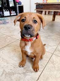 Boxador Puppy Boxer Lab Mix Puppies Boxador Puppies Puppies