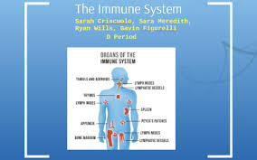 Meaning of immune in english. The Immune System By Sara M