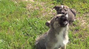 Ask Smithsonian Why Does My Dog Howl At Sirens Smithsonian Magazine