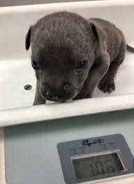 You should check with a trusted veterinarian to determine prices in your area. Anesthesia For Pediatric Patients Today S Veterinary Nurse