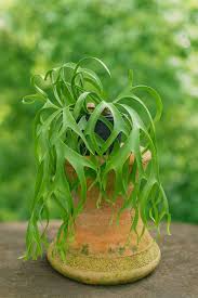 Image result for Platycerium