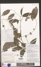 Image result for Anthonotha