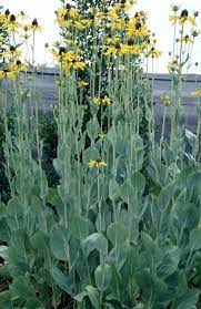 Rudbeckia Maxima Native Plants Cottage Garden Plants Plants