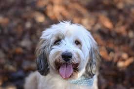 10 Healthiest Dog Breeds That Don T Shed Dogvills Healthiest Dog Breeds Hypoallergenic Dogs Dog Breeds That Dont Shed