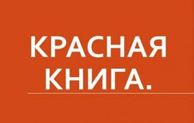 проект красная книга россии 4 класс окружающий мир с картинками Proekt Na Temu Krasnaya Kniga Tvorcheskie Proekty I Raboty Uchashihsya