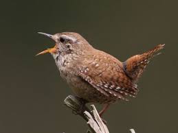 Vogel Des Monats Der Zaunkonig Vogel Im Garten Heimische Vogel Einheimische Vogel