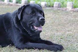 Can Labrador Survive In India Neeness