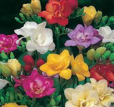 T2ccrsxdrbxxxxxxxx 341955249 Jpg 600 567 Freesia Flowers Plant Nursery Planting Bulbs