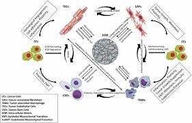 We did not find results for: The Functional Cross Talk Between Cancer Cells And Cancer Associated Fibroblasts From A Cancer Mechanics Perspective Sciencedirect
