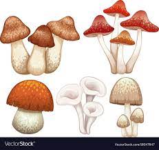 Pin By Turtle Pancakes On Artwork Ideas Stuffed Mushrooms Hippie Painting White Background