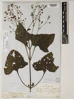 Image result for Adenostemma mauritianum