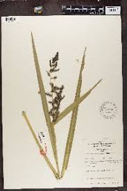 Image result for Echinochloa brevipedicellata