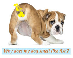 Why Does My Dog Smell Like Fish How To Prevent Wewpet