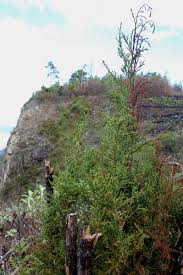 Image result for Widdringtonia nodiflora