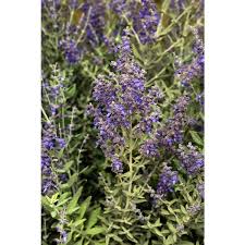 Image result for Secamone parvifolia