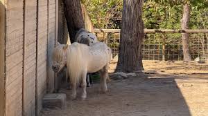 Caballos, Poni, Mamíferos