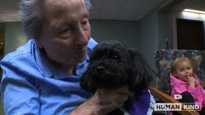 This teacup poodle rides elevators to visit friends