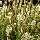 Image result for Hebenstretia dentata