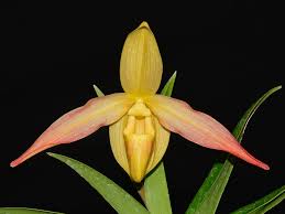 Image result for Phragmanthera edouardii