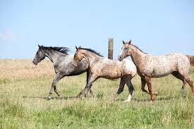 You can also unveil your love for history and choose the famous horse name who did splendid work in either races or shows. The Most Famous Appaloosa Horse Names Animal Hearted Apparel
