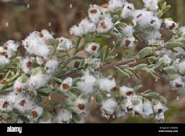 Image result for Eriocephalus racemosus