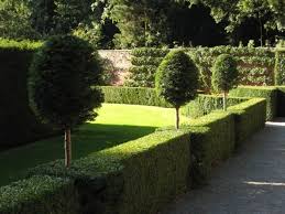 Landscaping With Privet Hedge Plants Hedges Landscaping Privet Hedge Shade Landscaping