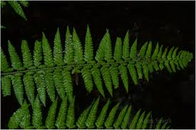 Image result for Microlepia speluncae