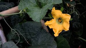 I'm worried i might not have any male flowers open when the females do bloom. Hand Pollinating Pumpkins Male And Female Flower Identification Youtube