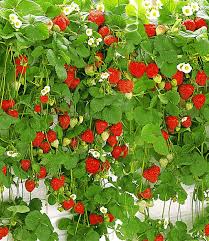 Die bohnenwurzeln reichern den boden mit stickstoff an, das ist gut für die jungen erdbeeren. Hange Erdbeere Hummi 1a Qualitat Baldur Garten