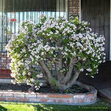 I Want This Jade Tree Full Size Picture Of Dollar Plant Jade Plant Jade Tree Money Tree Crassula Ovata Jade Plants Jade Tree Plants