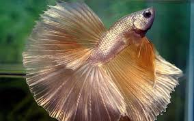 Ikan cupang halfmoon white platinum. 4 Ikan Cupang Termahal Di Dunia Harganya Setara Motor
