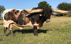 The texas longhorn is a breed of cattle known for its characteristic horns, which can extend to over 100 inches (2.54 m) tip to tip for cows and bulls. Buying A Texas Longhorn Herd Sire 5 Things To Consider