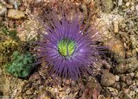 Image result for Secamone filiformis