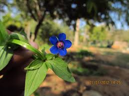 Image result for Anagallis pumila