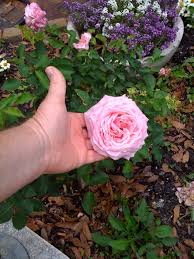 Similar in size and growth habit, this rose offers fragrant, full blooms of a light, creamy pink that are excellent for cutting. Gardens Roses Who S Your Granny